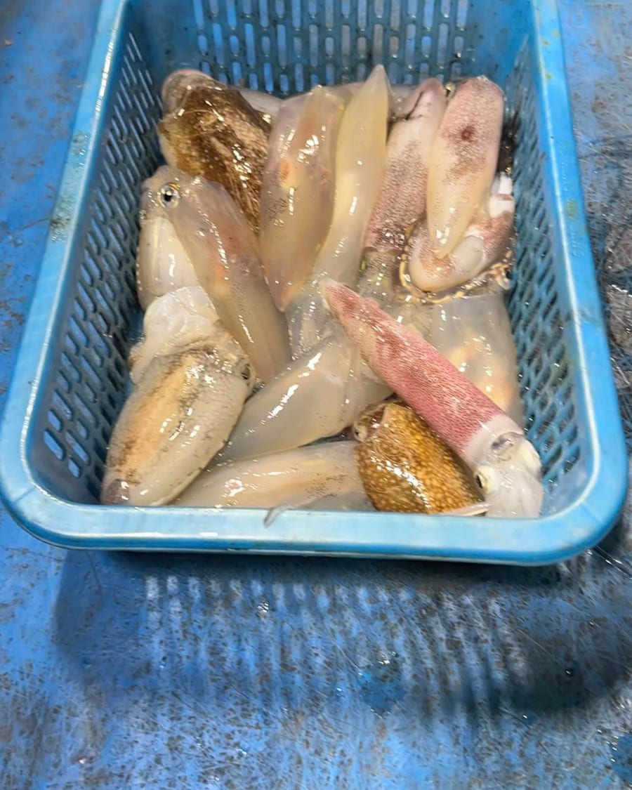 夜间甲板上刚钓获的鱿鱼